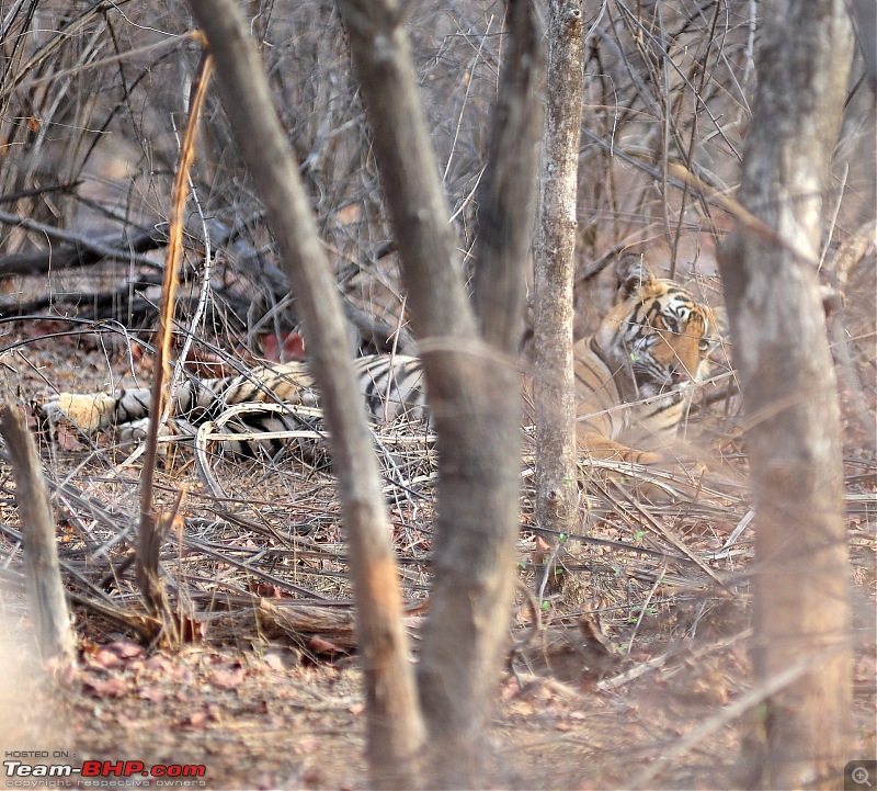 Gurgaon - Ranthambhore - Jodhpur - Gurgaon: Big Cats call again..!-0774.jpg