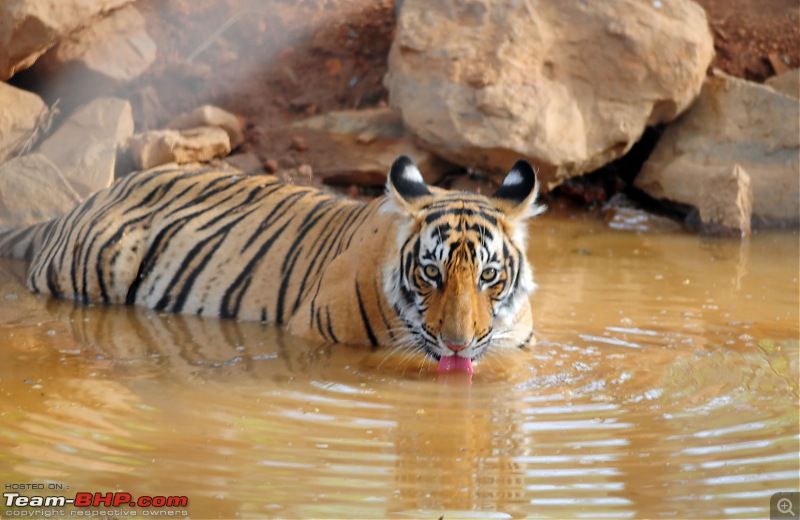Gurgaon - Ranthambhore - Jodhpur - Gurgaon: Big Cats call again..!-6600.jpg