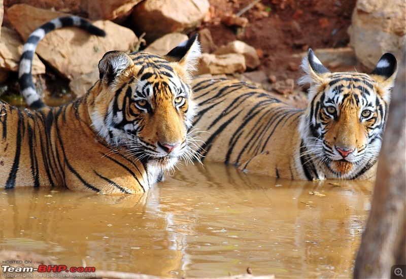 Gurgaon - Ranthambhore - Jodhpur - Gurgaon: Big Cats call again..!-6741.jpg