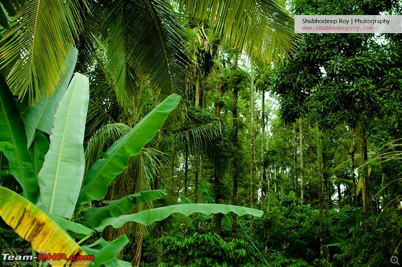 Western Ghats of Wayanad conquered in a Palio 1.6 S10-dsc_0067.jpg