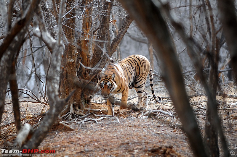 Gurgaon - Ranthambhore - Jodhpur - Gurgaon: Big Cats call again..!-6901.jpg