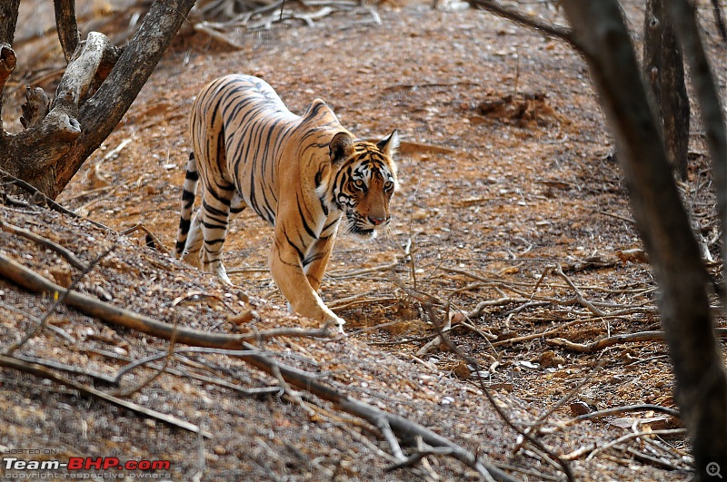 Gurgaon - Ranthambhore - Jodhpur - Gurgaon: Big Cats call again..!-6906.jpg