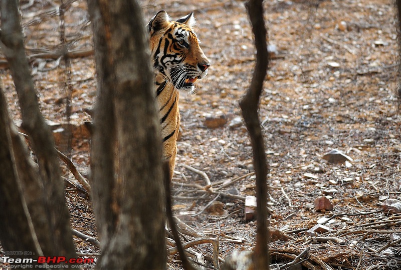 Gurgaon - Ranthambhore - Jodhpur - Gurgaon: Big Cats call again..!-6916.jpg