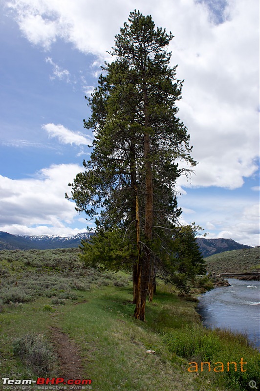 Yellowstone National Park : A Drive to Remember-dsc00391.jpg