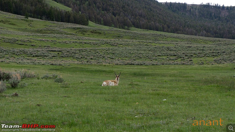 Yellowstone National Park : A Drive to Remember-dsc00429.jpg