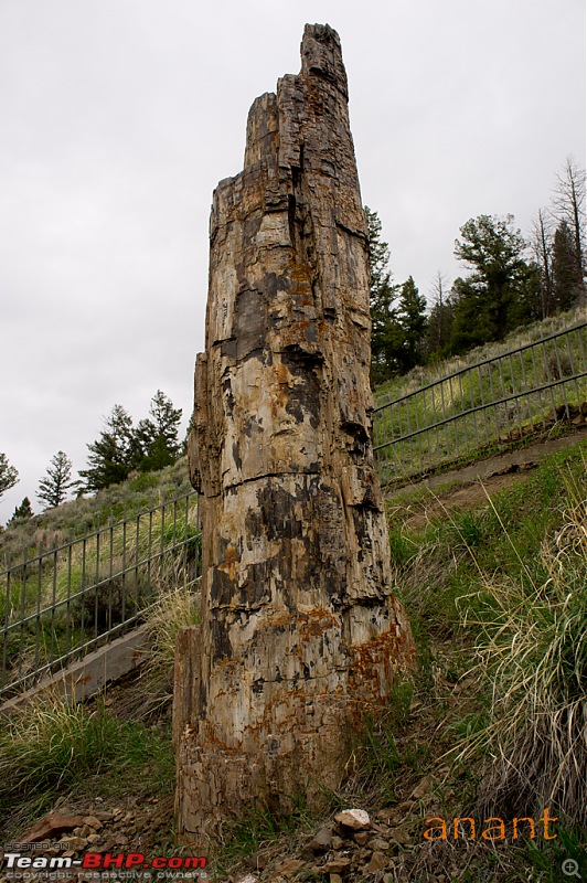 Yellowstone National Park : A Drive to Remember-dsc00471.jpg