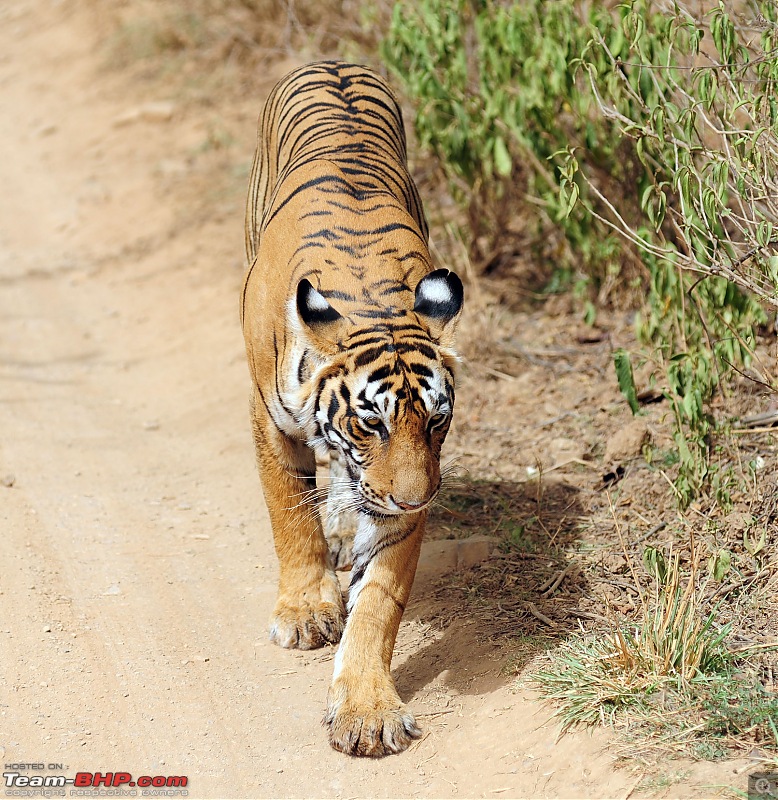 Gurgaon - Ranthambhore - Jodhpur - Gurgaon: Big Cats call again..!-0892.jpg