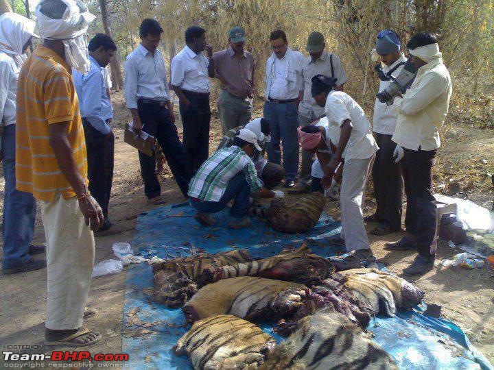 Tadoba Tiger Reserve visit - May 2012-poaching.jpg