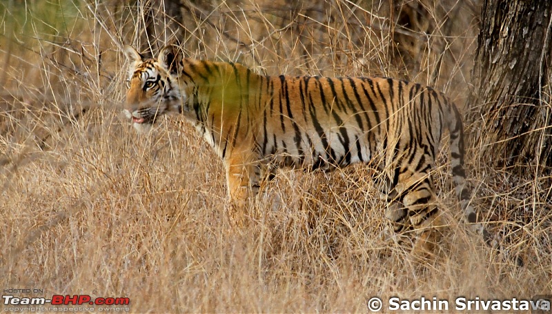 Jungles of MP: Pench National Park in May-img_2637.jpg