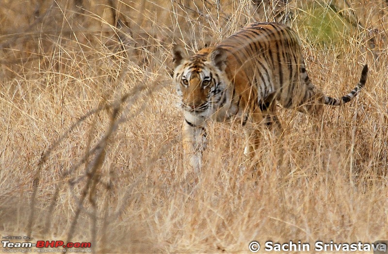 Jungles of MP: Pench National Park in May-img_2655_1.jpg