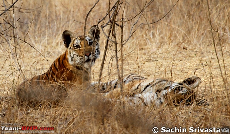 Jungles of MP: Pench National Park in May-img_2714.jpg