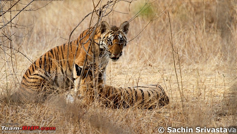 Jungles of MP: Pench National Park in May-img_2768.jpg