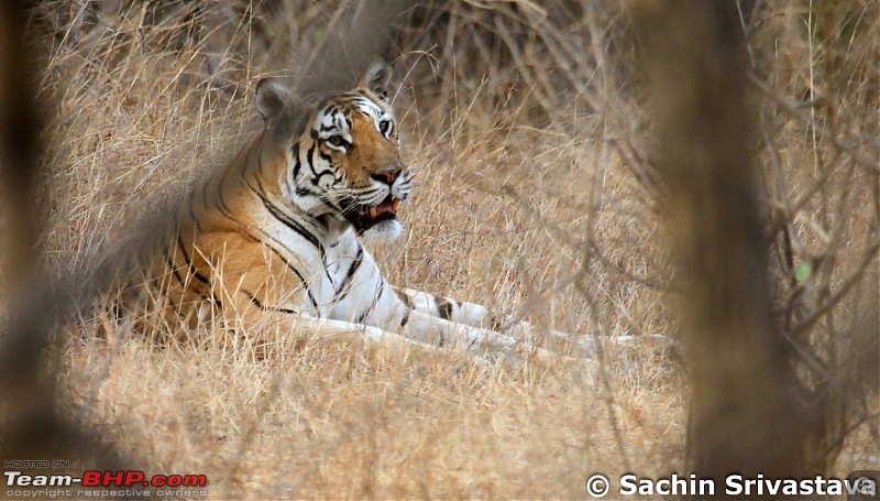 Jungles of MP: Pench National Park in May-img_2888.jpg