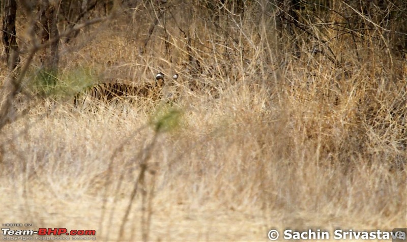Jungles of MP: Pench National Park in May-img_2945.jpg