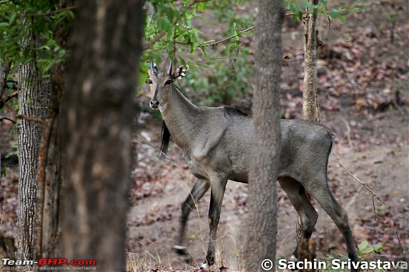 Jungles of MP: Pench National Park in May-img_3056.jpg