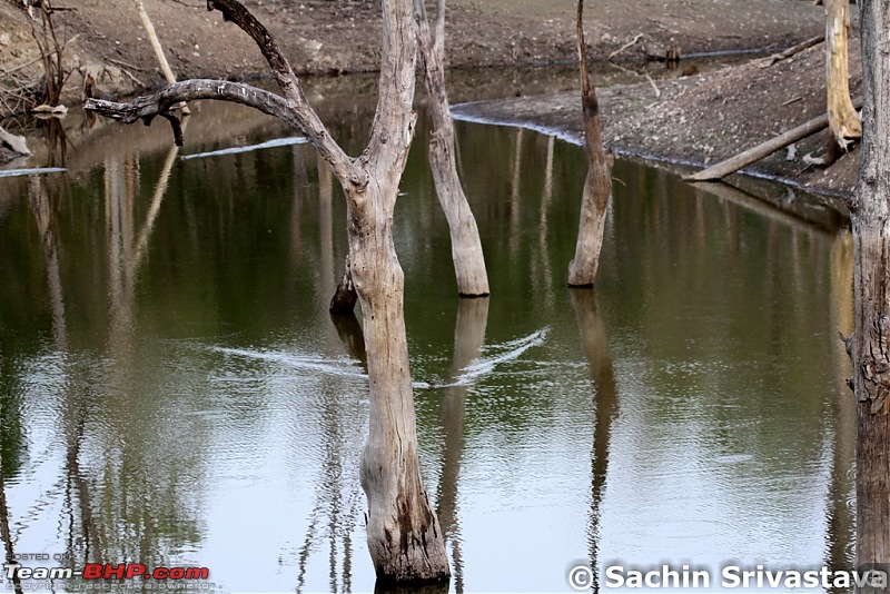 Jungles of MP: Pench National Park in May-img_3061.jpg