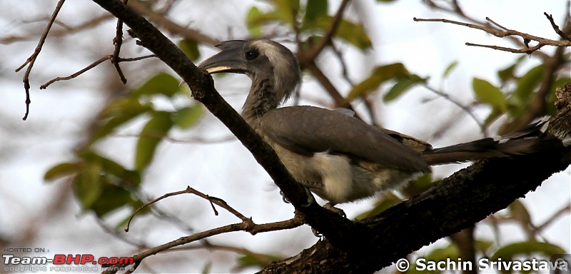 Jungles of MP: Pench National Park in May-img_3252.jpg