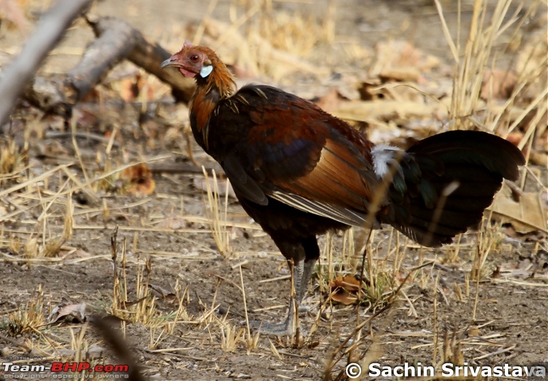 Jungles of MP: Pench National Park in May-img_3384.jpg