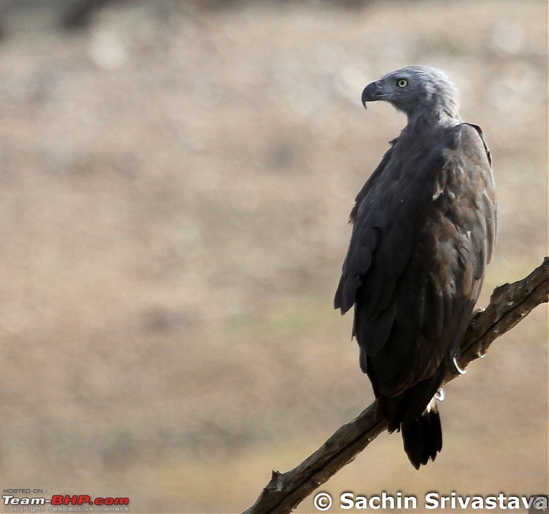 Jungles of MP: Pench National Park in May-img_3398.jpg