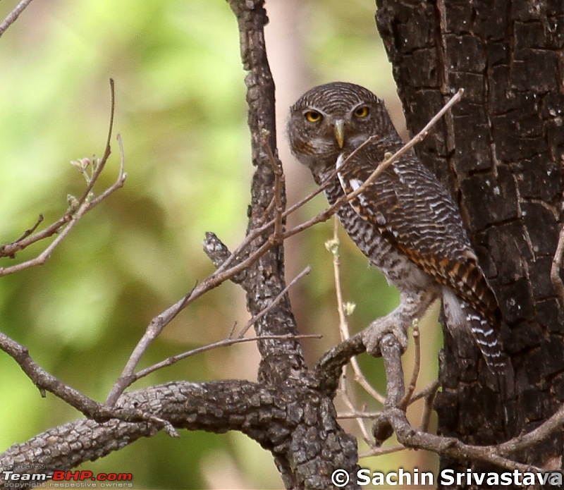 Jungles of MP: Pench National Park in May-img_3449.jpg