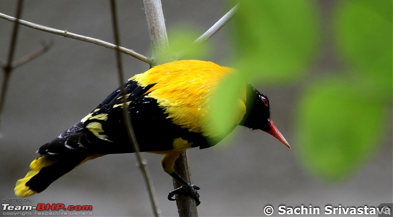 Jungles of MP: Pench National Park in May-img_3491.jpg