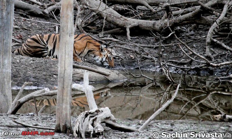 Jungles of MP: Pench National Park in May-img_3910-2.jpg