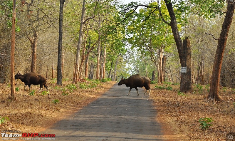 Tadoba: 14 Tigers and a Bison-dsc_5785.jpg