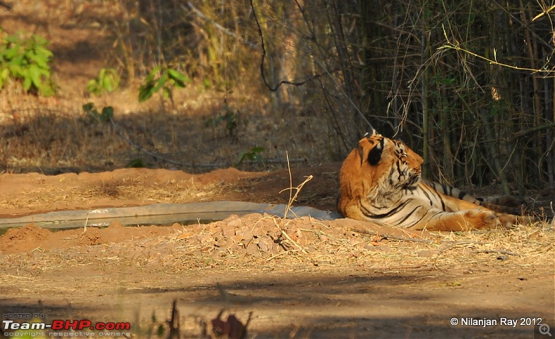 Tadoba: 14 Tigers and a Bison-dsc_4389.jpg