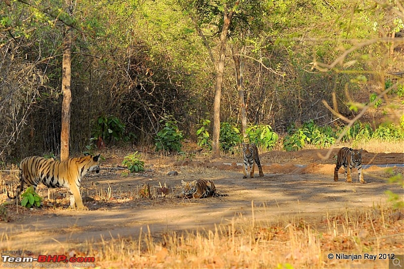 Tadoba: 14 Tigers and a Bison-dsc_4442.jpg