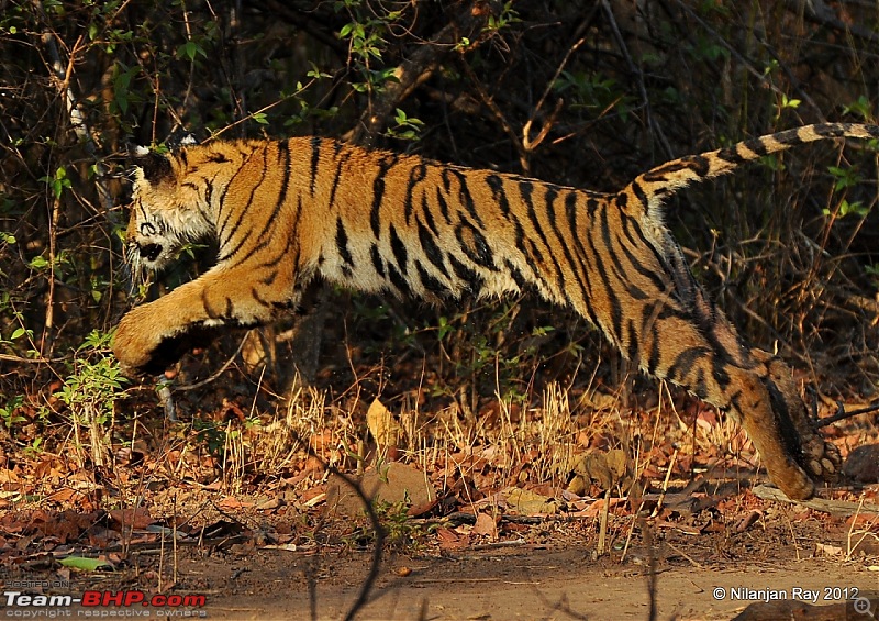 Tadoba: 14 Tigers and a Bison-dsc_4473.jpg