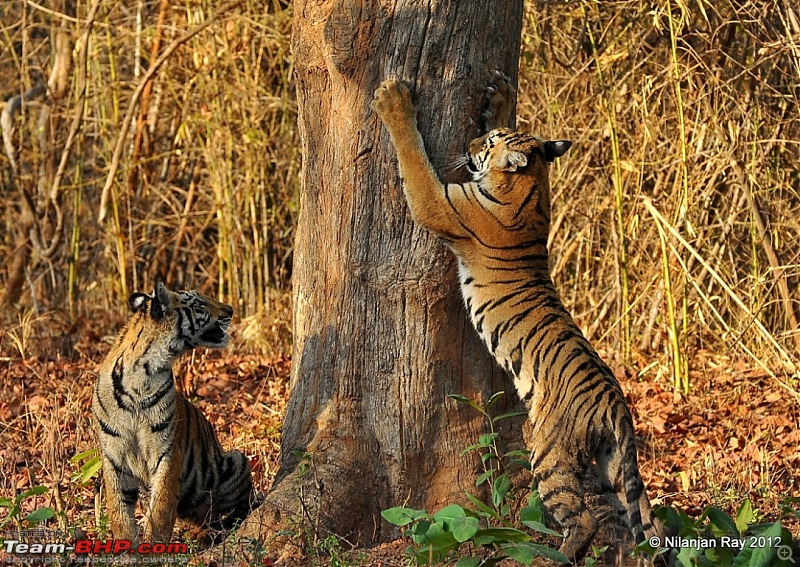 Tadoba: 14 Tigers and a Bison-dsc_4538.jpg