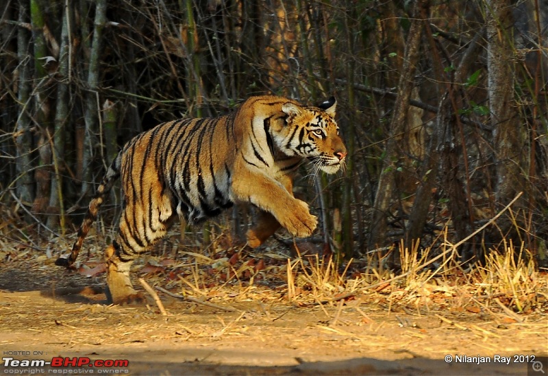 Tadoba: 14 Tigers and a Bison-dsc_4660.jpg