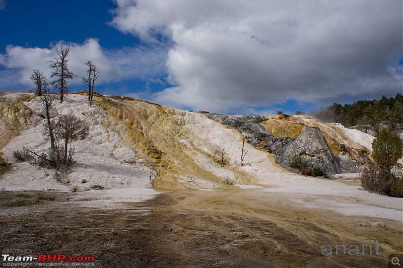 Yellowstone National Park : A Drive to Remember-dsc00485.jpg