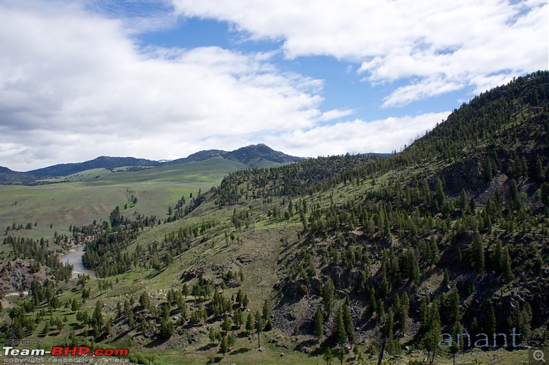 Yellowstone National Park : A Drive to Remember-dsc00509.jpg