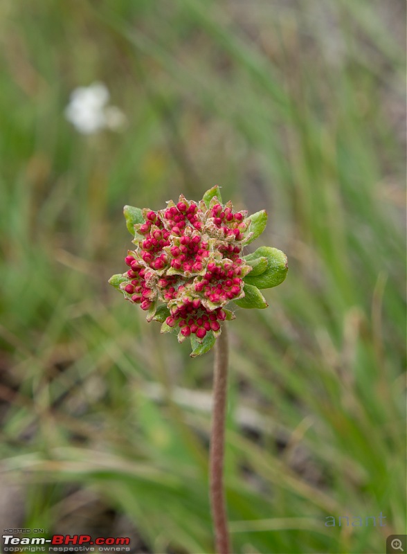 Yellowstone National Park : A Drive to Remember-dsc00575.jpg