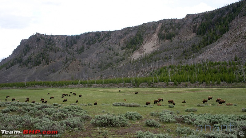 Yellowstone National Park : A Drive to Remember-dsc00638.jpg