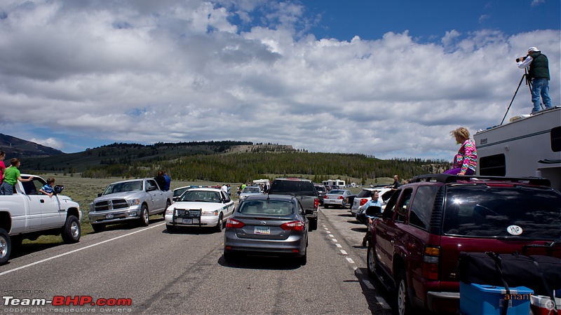 Yellowstone National Park : A Drive to Remember-dsc00678.jpg