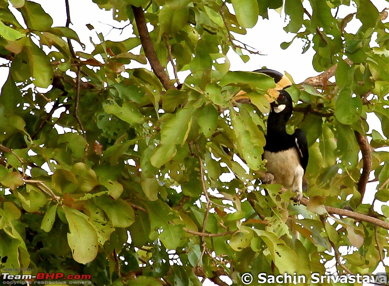 Jungles of MP: Pench National Park in May-img_4029.jpg