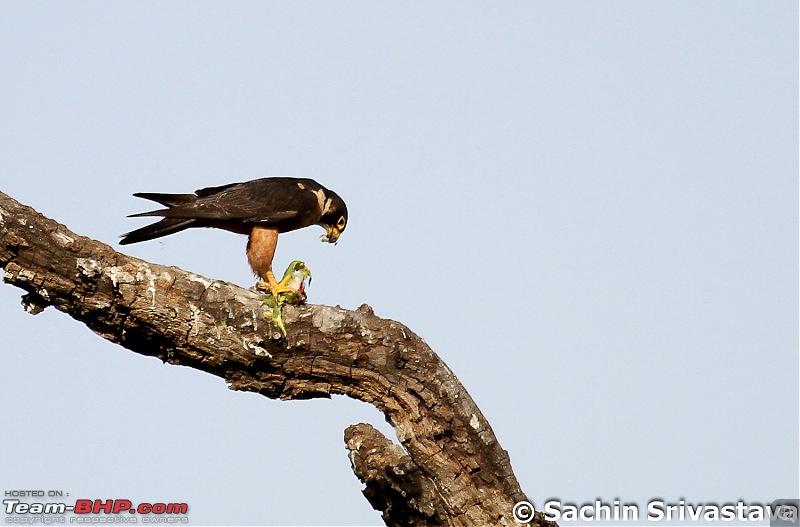 Jungles of MP: Pench National Park in May-img_4122.jpg