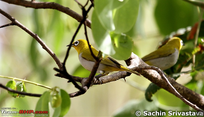 Jungles of MP: Pench National Park in May-img_4374.jpg