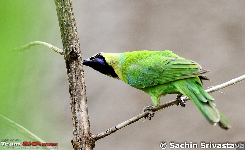 Jungles of MP: Pench National Park in May-img_4393.jpg