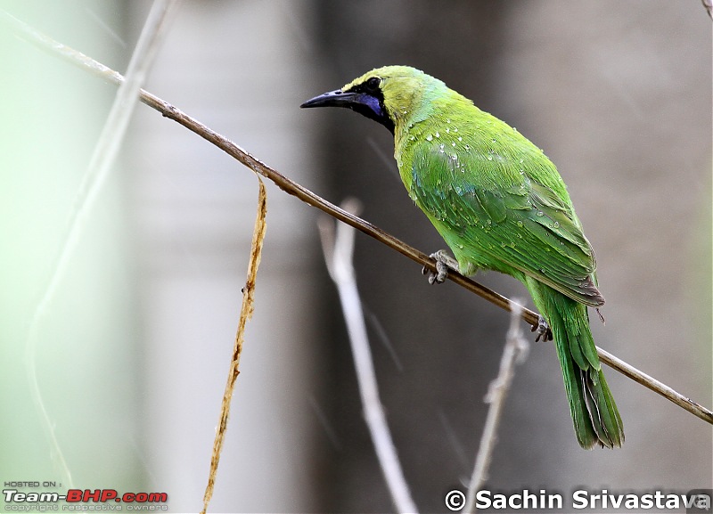 Jungles of MP: Pench National Park in May-img_4437.jpg