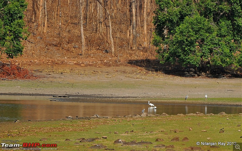 Tadoba: 14 Tigers and a Bison-dsc_4872.jpg