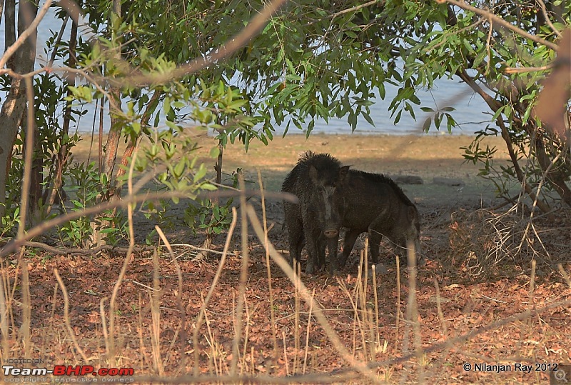 Tadoba: 14 Tigers and a Bison-dsc_4878.jpg