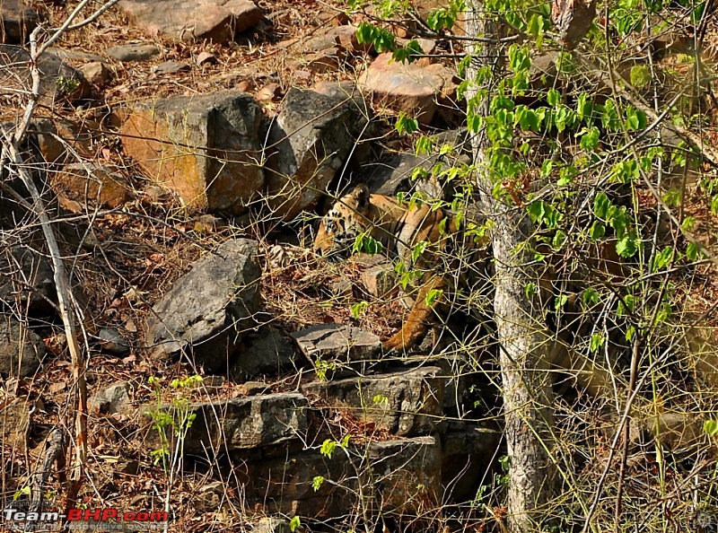 Tadoba: 14 Tigers and a Bison-dsc_4917.jpg