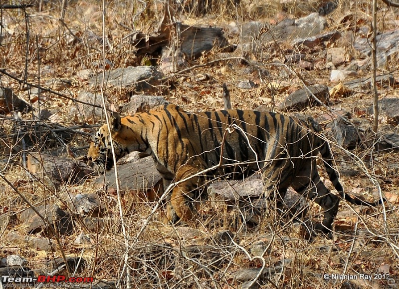 Tadoba: 14 Tigers and a Bison-dsc_4938.jpg