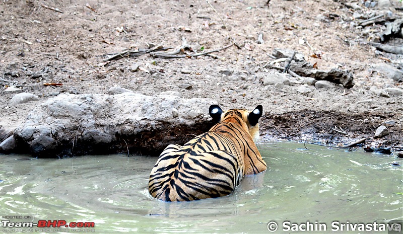 Crouching Tiger, Unaware prey - Hunt and Kill: TATR - Awesome, Incredible, Amazing!!-img_4975.jpg