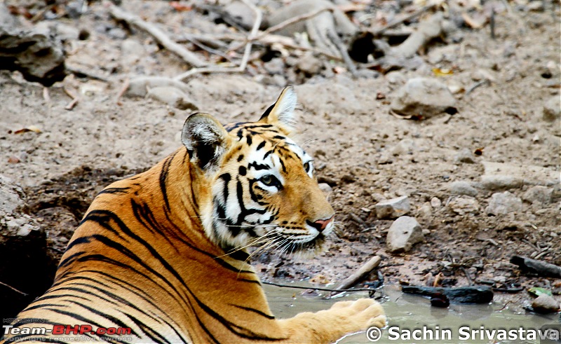 Crouching Tiger, Unaware prey - Hunt and Kill: TATR - Awesome, Incredible, Amazing!!-img_4853.jpg