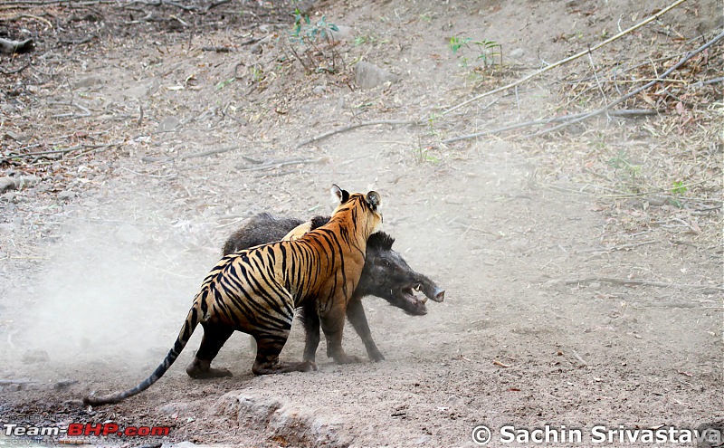 Crouching Tiger, Unaware prey - Hunt and Kill: TATR - Awesome, Incredible, Amazing!!-img_4992.jpg