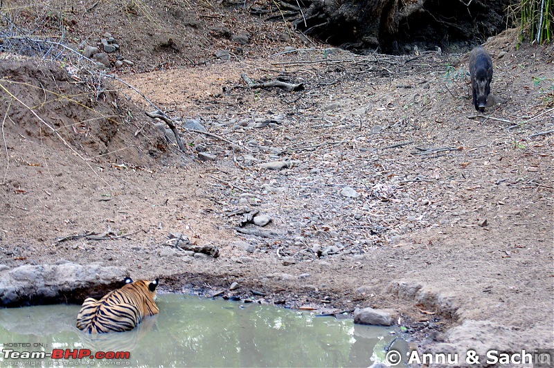 Crouching Tiger, Unaware prey - Hunt and Kill: TATR - Awesome, Incredible, Amazing!!-_dsc7372.jpg